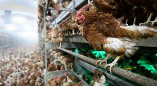 Bird flu alert in England All poultry will be kept