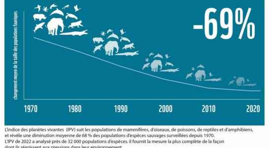Collapse of wildlife figures to put into perspective