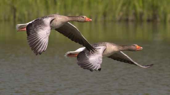 Deadliest bird flu in 20 years and bird migration is