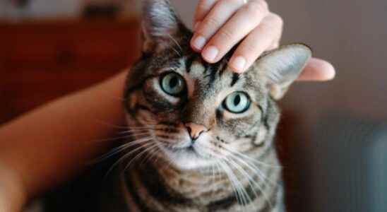 Feline morbillivirus what is this virus that can be transmitted