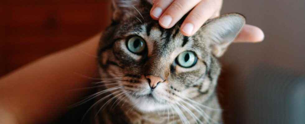 Feline morbillivirus what is this virus that can be transmitted