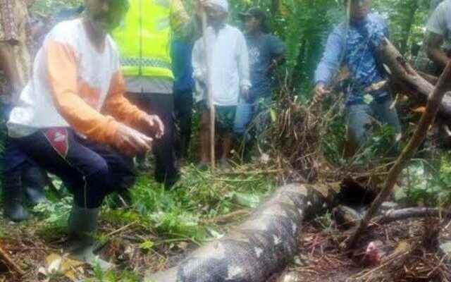 Horrible incident in the jungle in Indonesia The woman who