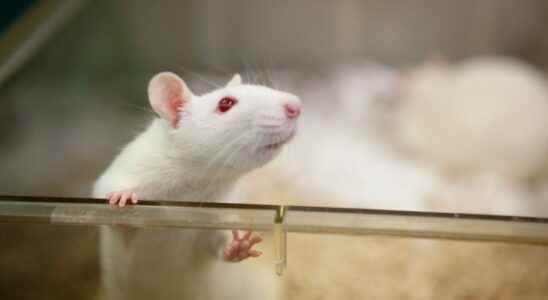 Human mini brains implanted in rats to study psychiatric disorders