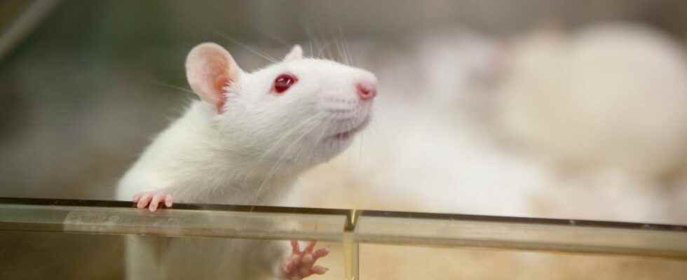 Human mini brains implanted in rats to study psychiatric disorders