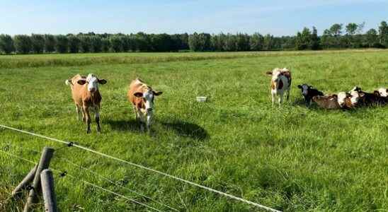 More and more farms are organic Flevoland and Utrecht have
