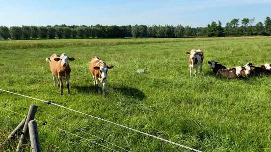 More and more farms are organic Flevoland and Utrecht have