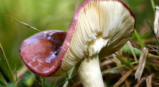 Mushroom Walhalla in Zeist but beware The deadliest mushroom in