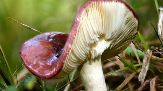 Mushroom Walhalla in Zeist but beware The deadliest mushroom in