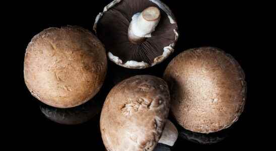 Mushroom poisoning 2022 symptoms what to do