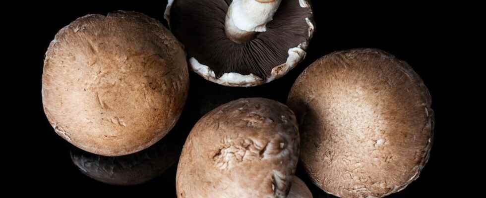 Mushroom poisoning 2022 symptoms what to do