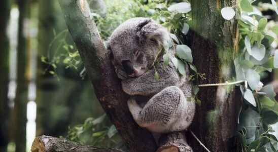 Ouwehands Zoo gets the first koala enclosure in the Netherlands
