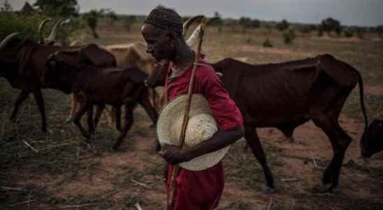 Transhumant pastoralists in the Sahel increasingly stuck in peri urban areas
