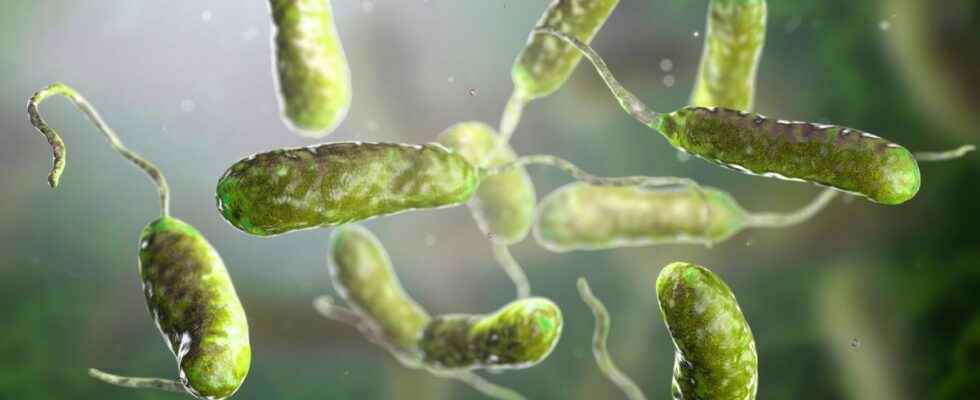 Vibrio vulnificus infections focus on this flesh eating bacteria