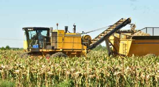 Weather has been a challenge for Chatham Kents seed corn growers