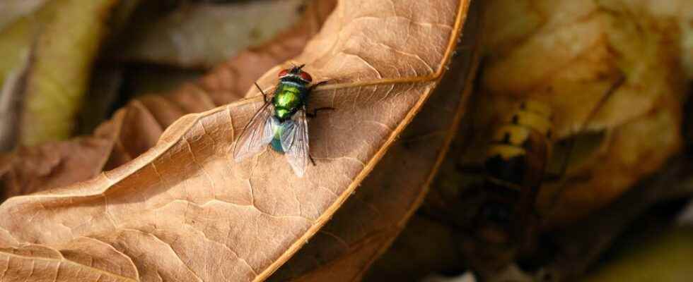 Why you should avoid eating what flies have touched