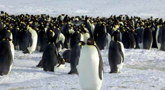 the endangered emperor penguin
