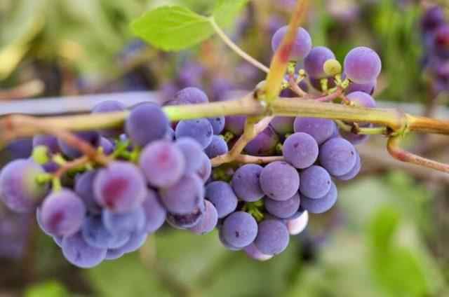 my grape