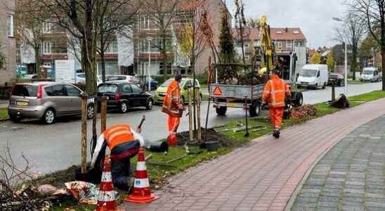 Amersfoort replaces trees that were irreparably damaged by tree executioner