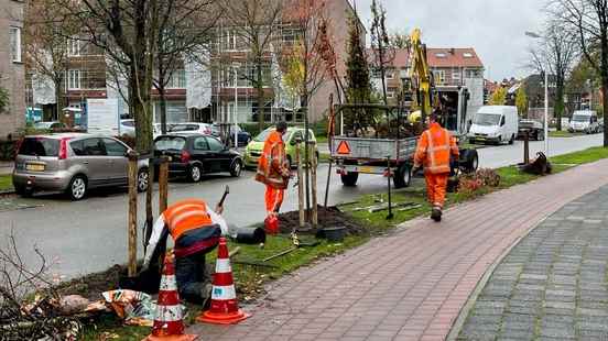 Amersfoort replaces trees that were irreparably damaged by tree