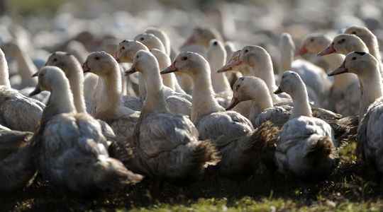 Avian flu the dilemma of vaccination
