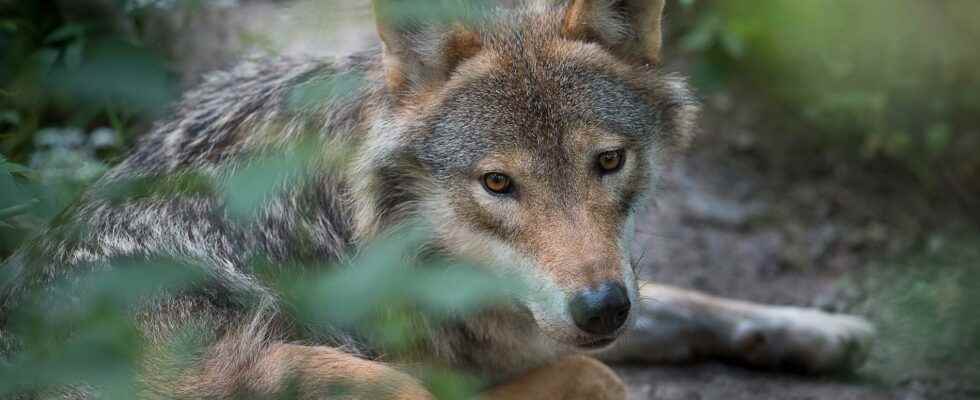 Boras zoo euthanized the wolves