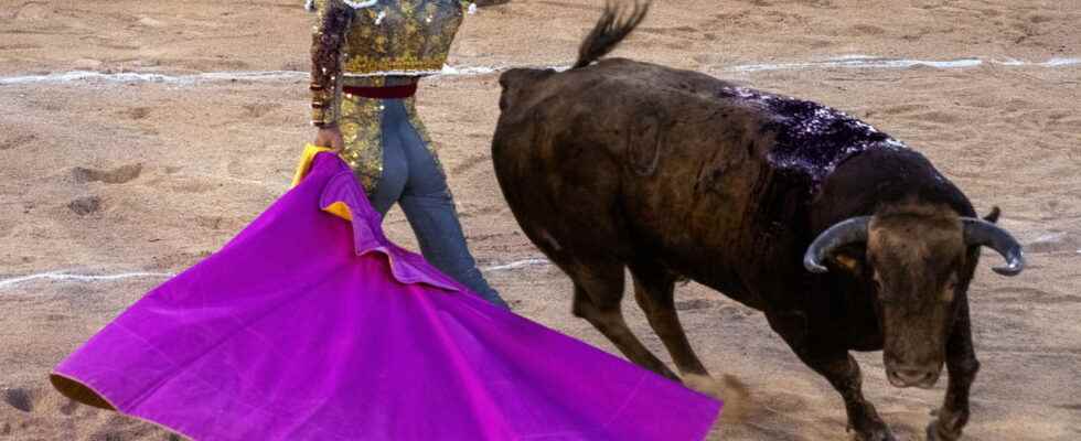 Bullfighting law adopted or rejected The debates and the result