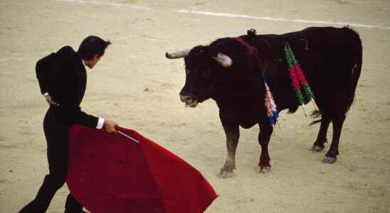 Bullfighting once again at the heart of the debate