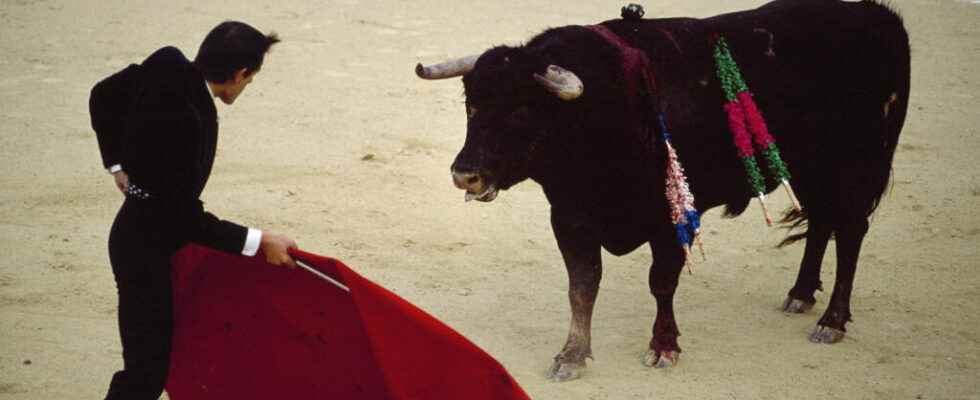 Bullfighting once again at the heart of the debate