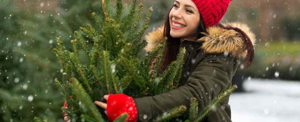 Christmas tree allergy symptoms which one to choose