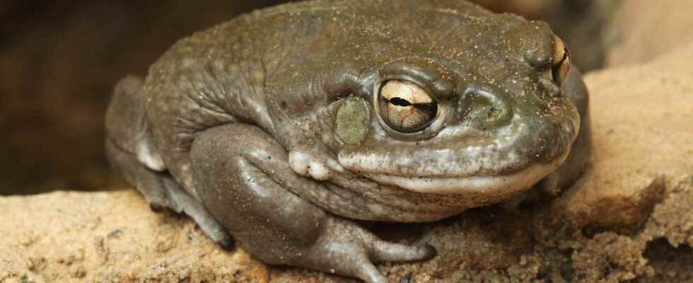 Dont Lick Magic Toads US National Parks Urge