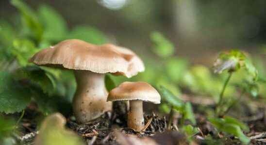 Dont eat every mushroom you find Check first Its killing