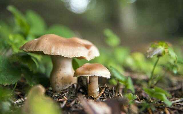 Dont eat every mushroom you find Check first Its killing