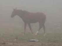 Driver has close call with horse in road