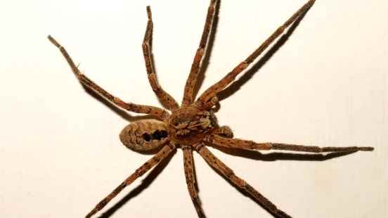 False wolf spiders are advancing in Utrecht what to do