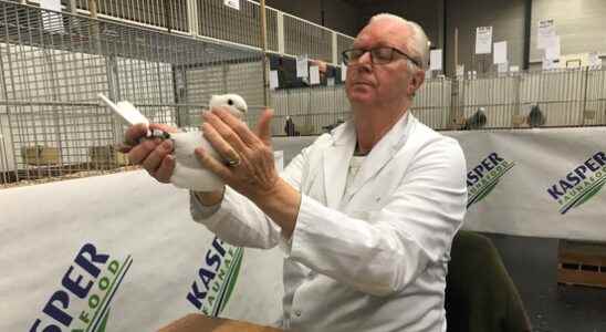 Fancy pigeons show their best side in Amersfoort An outsider