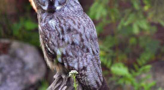 Flyaway owl targeted at Lidingo