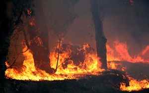 Forest fires Italy the most affected in the EU