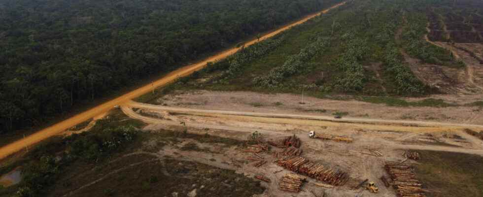 French banks accused of financing deforestation in the Amazon