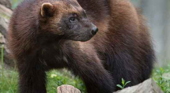 Good year for the wolverine in Sweden