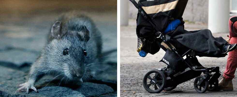 Invasion of rats on a playground in Gothenburg