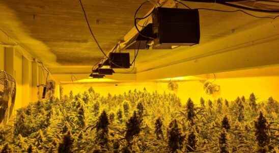 Large hemp plantation discovered in the basement of Amersfoort business