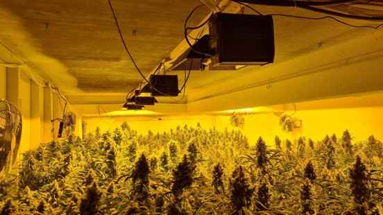 Large hemp plantation discovered in the basement of Amersfoort business