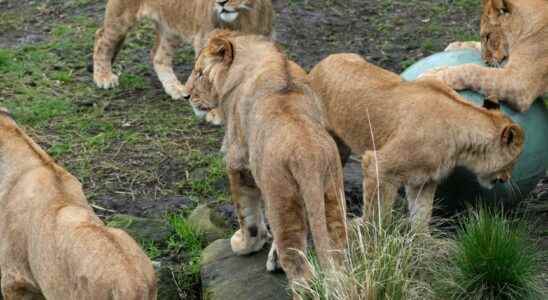 Lions on the loose in Sydney Zoo