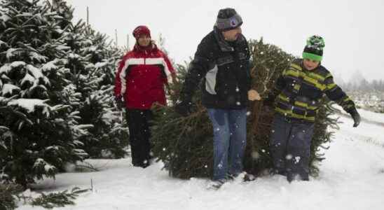 O Christmas tree Low supply high prices await shoppers