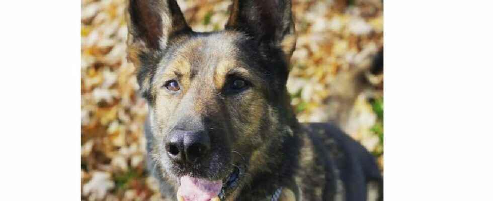OPP canine unit locates suspect in Warwick Township