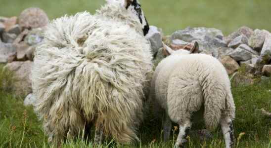 Peta promises 1 million to anyone who invents vegan wool