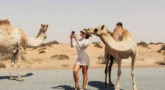 Qatar what is this camel virus that worries the organizers