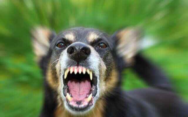Rabies warning from experts Danger of saliva in rabies What