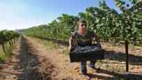 Recent report Alko buys wines from illegal Israeli settlements