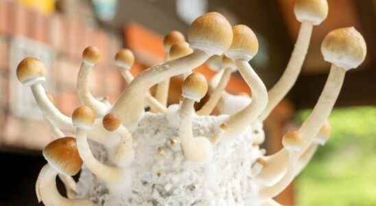 Resistant depression the confirmed trail of hallucinogenic mushrooms